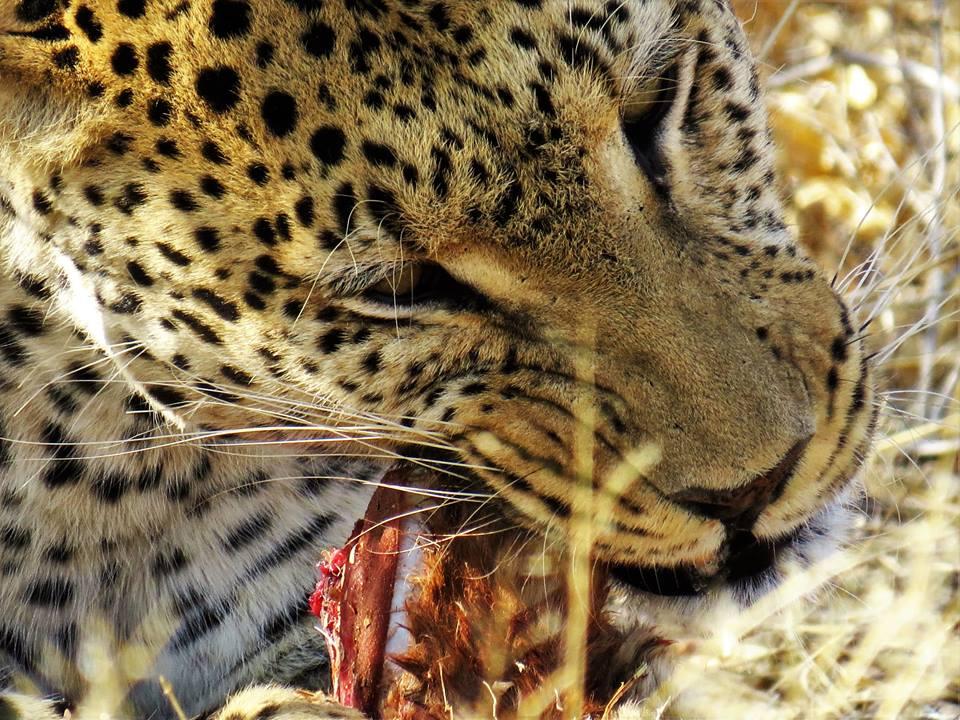 Naankuse Lodge Windhoek Ngoại thất bức ảnh