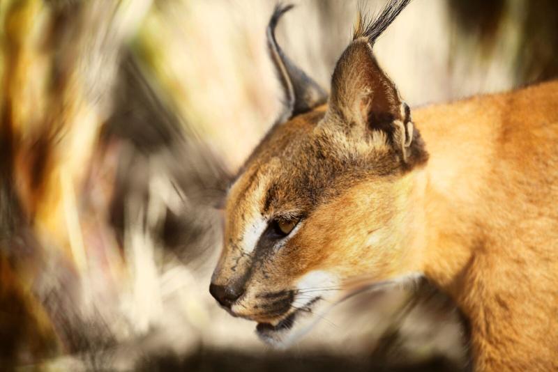 Naankuse Lodge Windhoek Ngoại thất bức ảnh